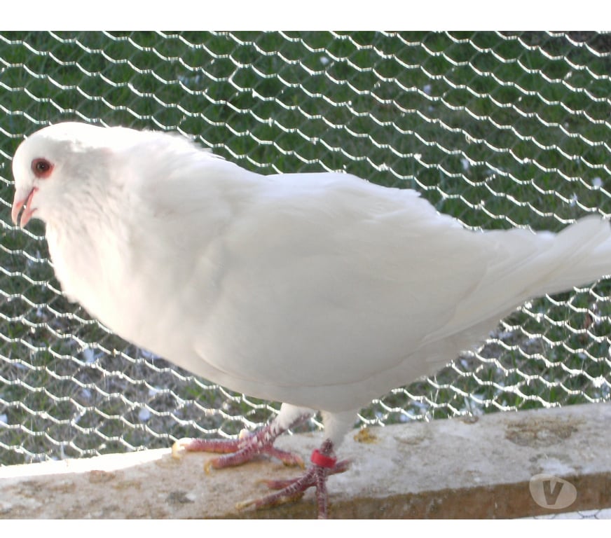 Vente Seine-et-Marne Bagneaux sur Loing - 77167 - Photos Vivastreet Pigeons de chair