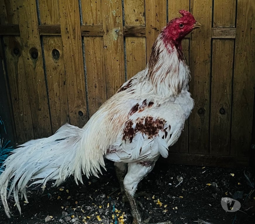 Vente Charente Angouleme - 16000 - Photos Vivastreet Coq reproduction