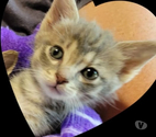 Chat POUPPY à la réservation