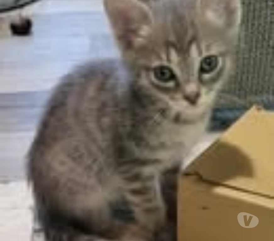 Don animaux Drôme Puy St Martin - 26450 - Photos Vivastreet Chat POUPPY à la réservation