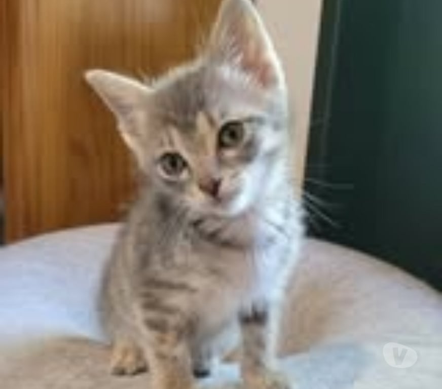 Don animaux Drôme Puy St Martin - 26450 - Photos Vivastreet Chat POUPPY à la réservation