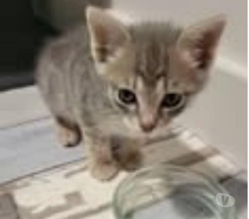 Don animaux Drôme Puy St Martin - 26450 - Photos Vivastreet Chat POUPPY à la réservation