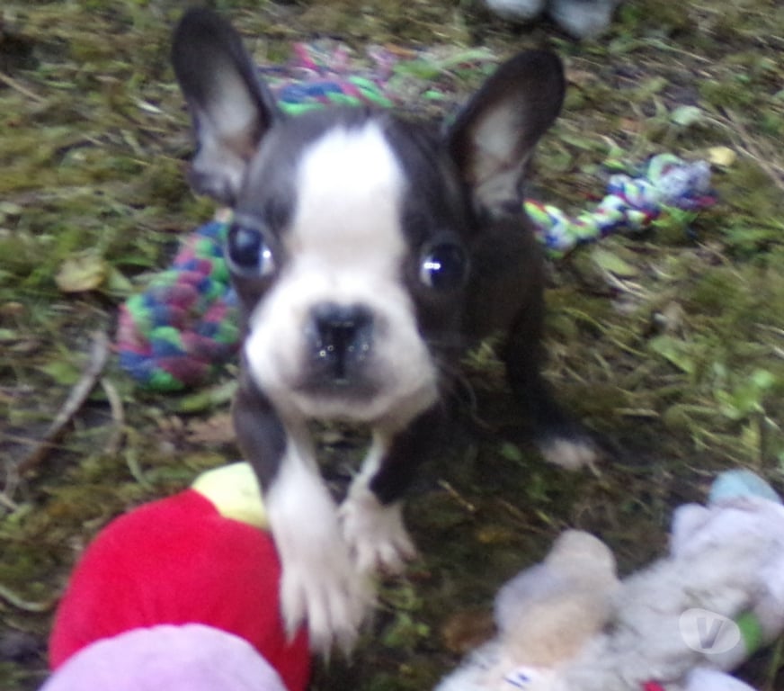 Vente Nord Lille - Photos Vivastreet bouledogue français