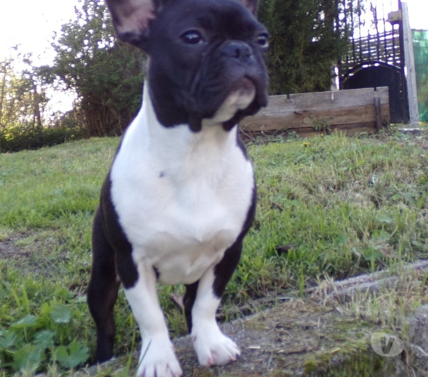 Vente Nord Lille - Photos Vivastreet bouledogue français