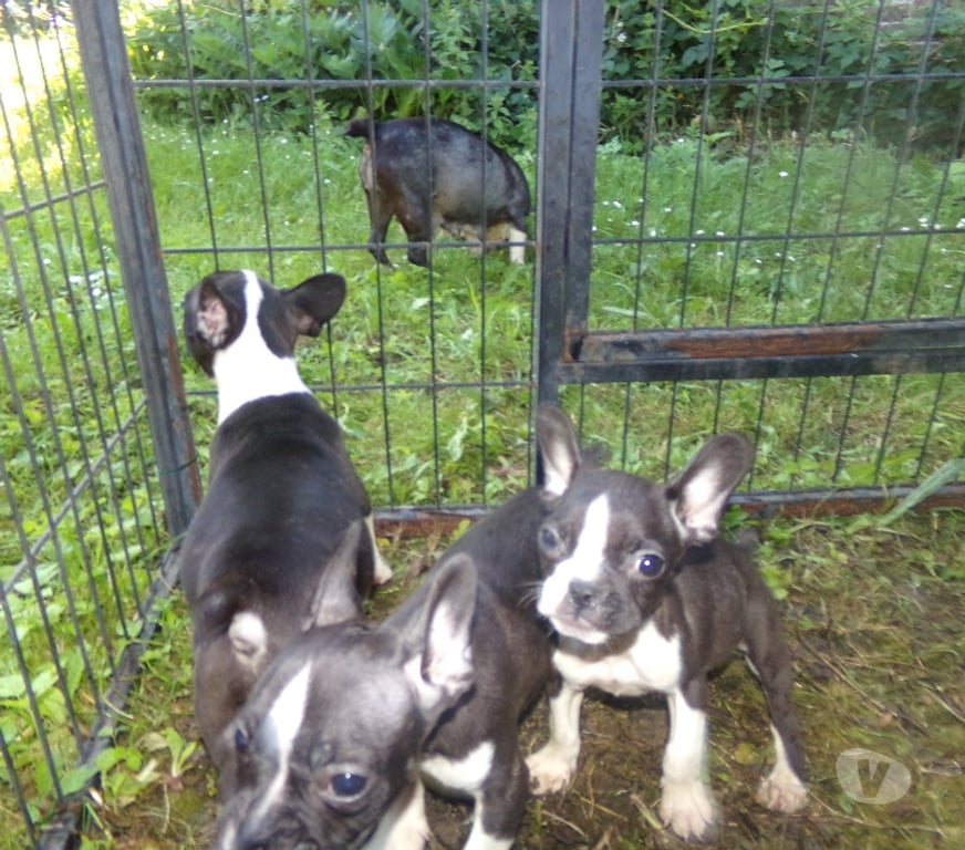 Vente Nord Lille - Photos Vivastreet bouledogue français