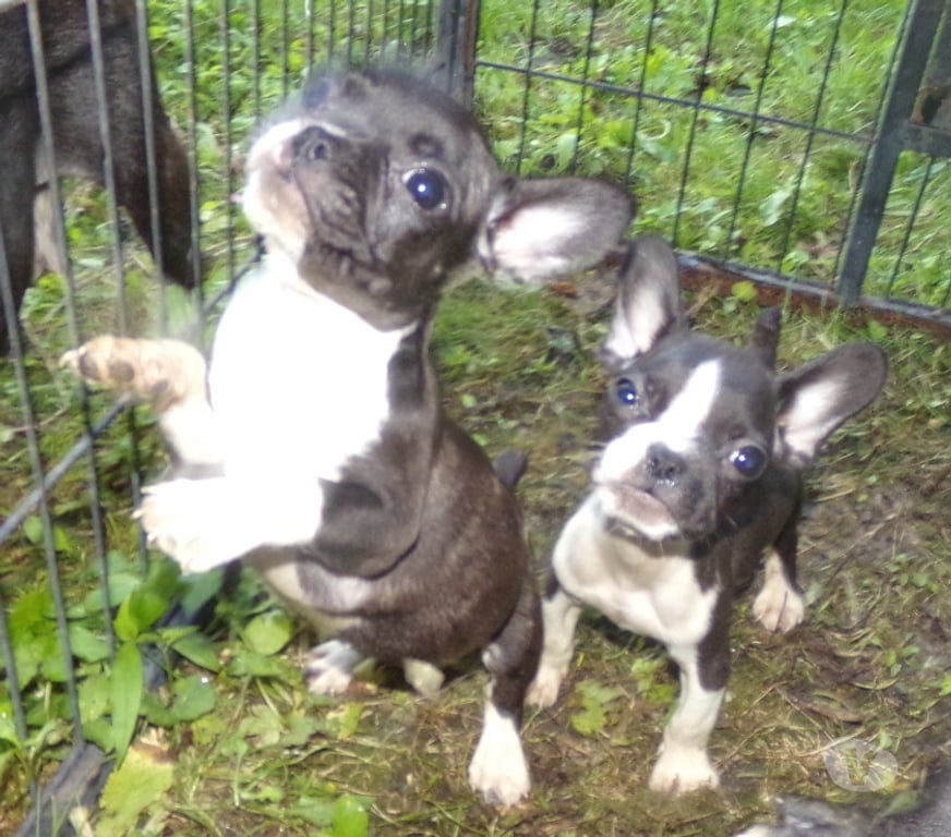 Vente Nord Lille - Photos Vivastreet bouledogue français