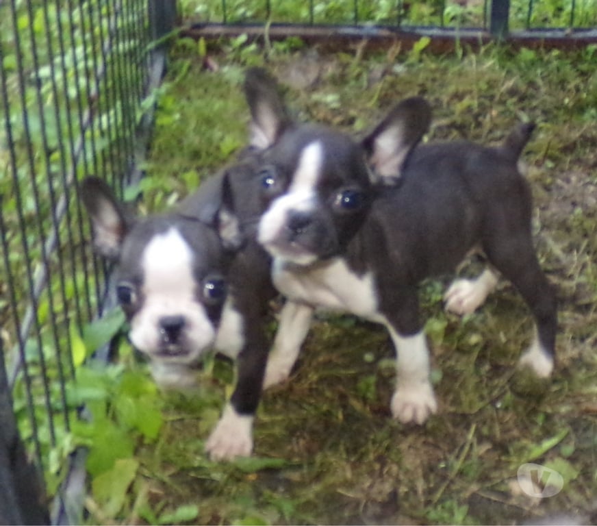 Vente Nord Lille - Photos Vivastreet bouledogue français