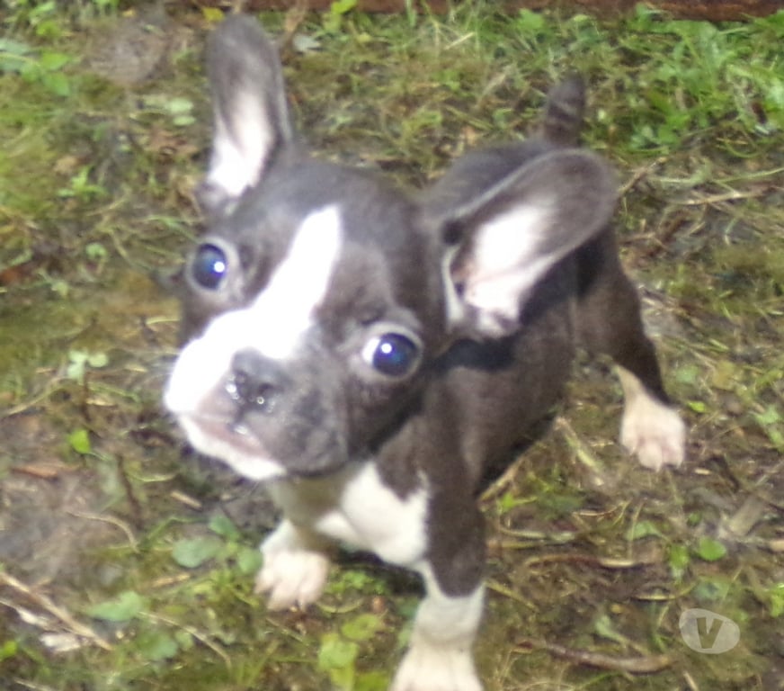 Vente Nord Lille - Photos Vivastreet bouledogue français