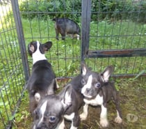 Photos Vivastreet bouledogue français