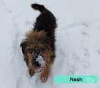 Bessais le Fromental - Cher — Nash, welsh terrier à adopter