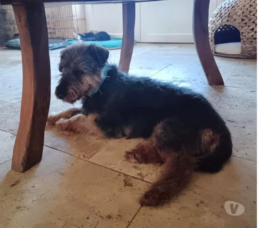 Vente Cher Bessais le Fromental - 18210 - Photos Vivastreet Nash, welsh terrier à adopter