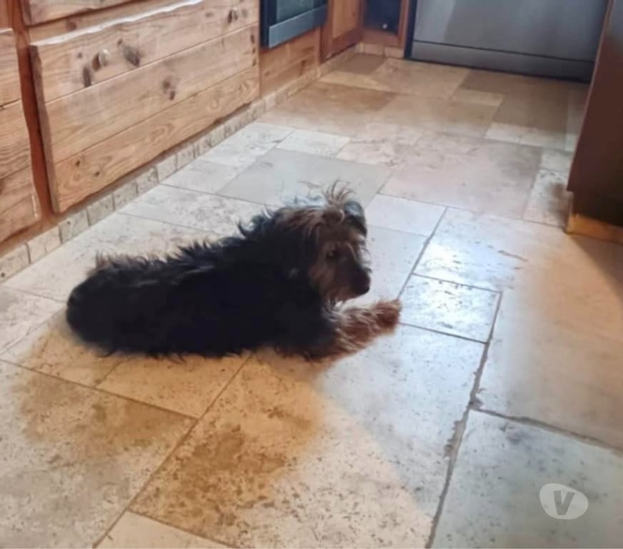 Vente Cher Bessais le Fromental - 18210 - Photos Vivastreet Nash, welsh terrier à adopter