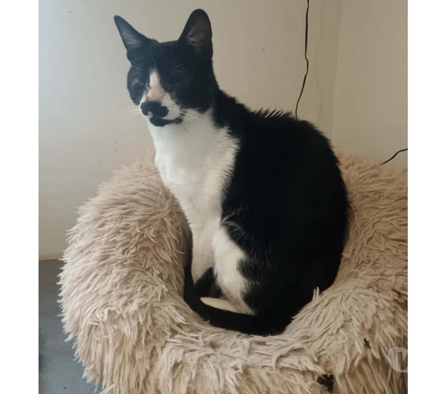 Vente Cher Bessais le Fromental - 18210 - Photos Vivastreet Chaitan, chat noir et blanc à adopter