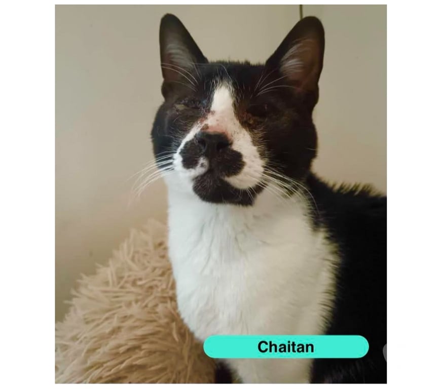 Vente Cher Bessais le Fromental - 18210 - Photos Vivastreet Chaitan, chat noir et blanc à adopter