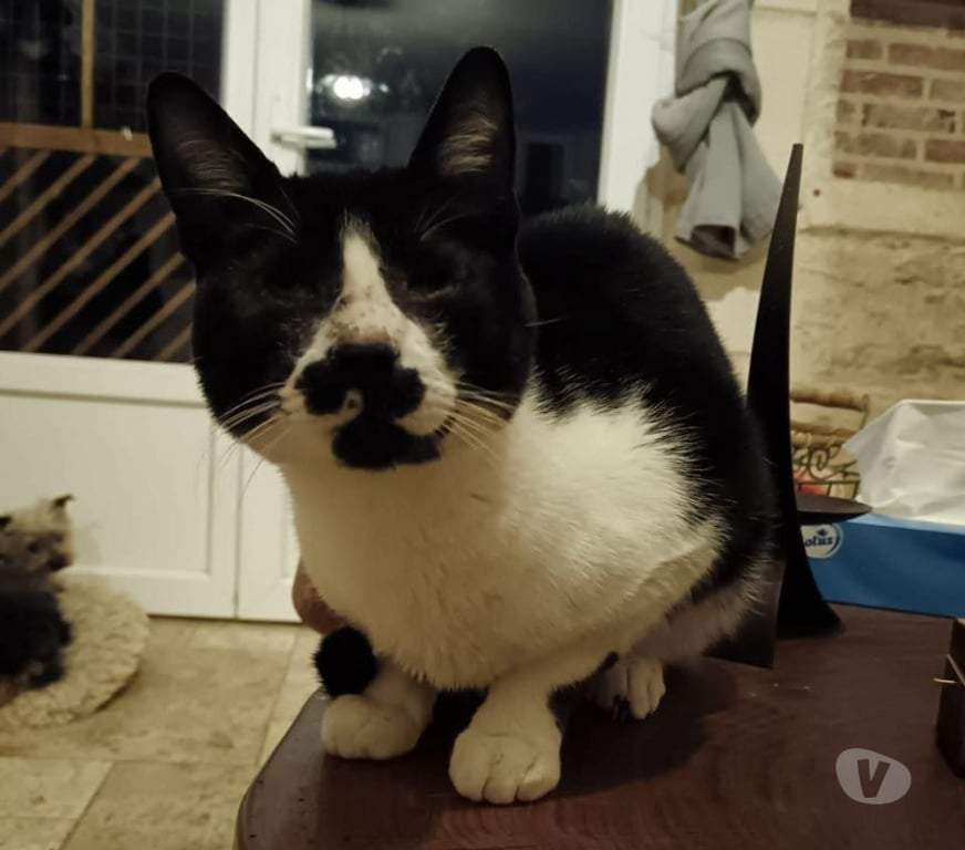 Vente Cher Bessais le Fromental - 18210 - Photos Vivastreet Chaitan, chat noir et blanc à adopter