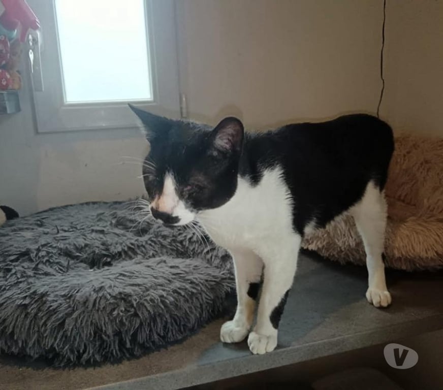 Vente Cher Bessais le Fromental - 18210 - Photos Vivastreet Chaitan, chat noir et blanc à adopter