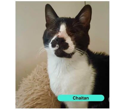 Vente Bessais le Fromental Cher - Photos Vivastreet Chaitan, chat noir et blanc à adopter