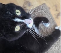 Photos Vivastreet Chat CLEO à l adoption
