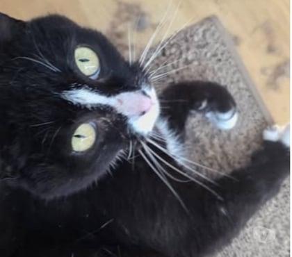 Don animaux Marges Drôme - Photos Vivastreet Chat CLEO à l adoption