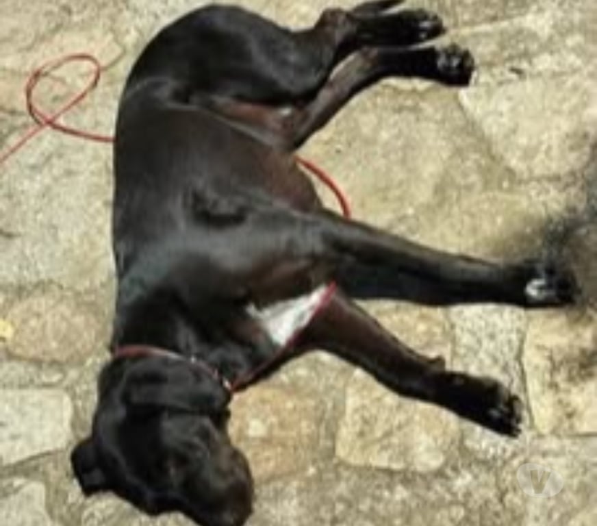 Don animaux Ardèche La Souche - 07380 - Photos Vivastreet Chien SAMY à l adoption