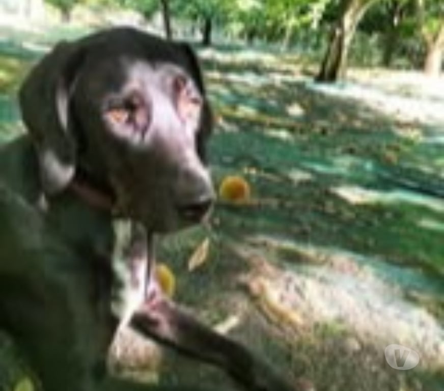 Don animaux Ardèche La Souche - 07380 - Photos Vivastreet Chien SAMY à l adoption