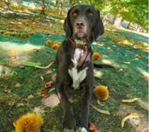 Photos Vivastreet Chien SAMY à l adoption