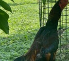 Jeune coq thaïlandais shamo