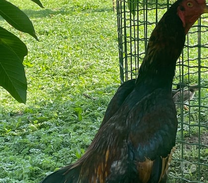 Vente animaux Vermelles Pas-de-Calais - Photos Vivastreet Jeune coq thaïlandais shamo