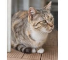Belle gentille chatte cherche sauveur a adopter