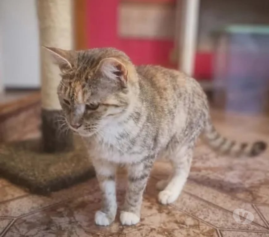 Don animaux Aude Carcassonne - Photos Vivastreet Belle gentille chatte cherche sauveur a adopter