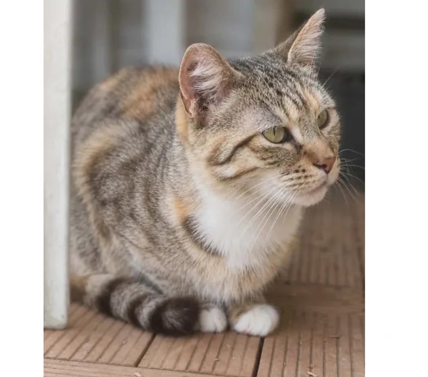 Don animaux Aude Carcassonne - Photos Vivastreet Belle gentille chatte cherche sauveur a adopter