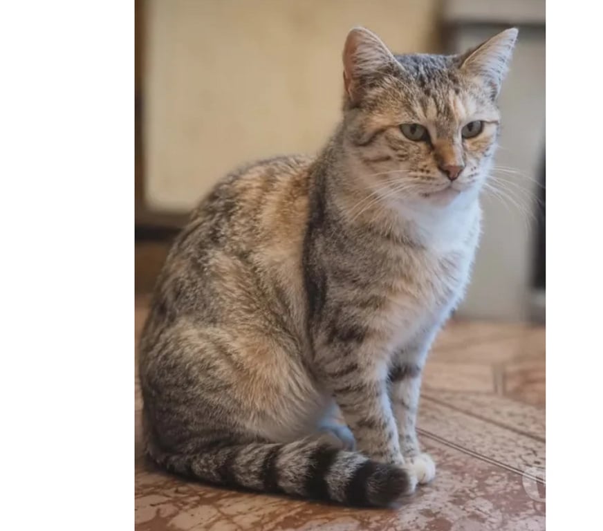 Don animaux Aude Carcassonne - Photos Vivastreet Belle gentille chatte cherche sauveur a adopter