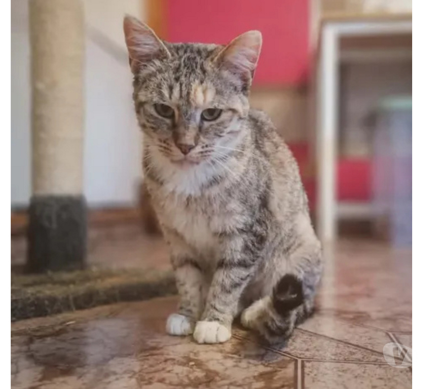Don animaux Aude Carcassonne - Photos Vivastreet Belle gentille chatte cherche sauveur a adopter