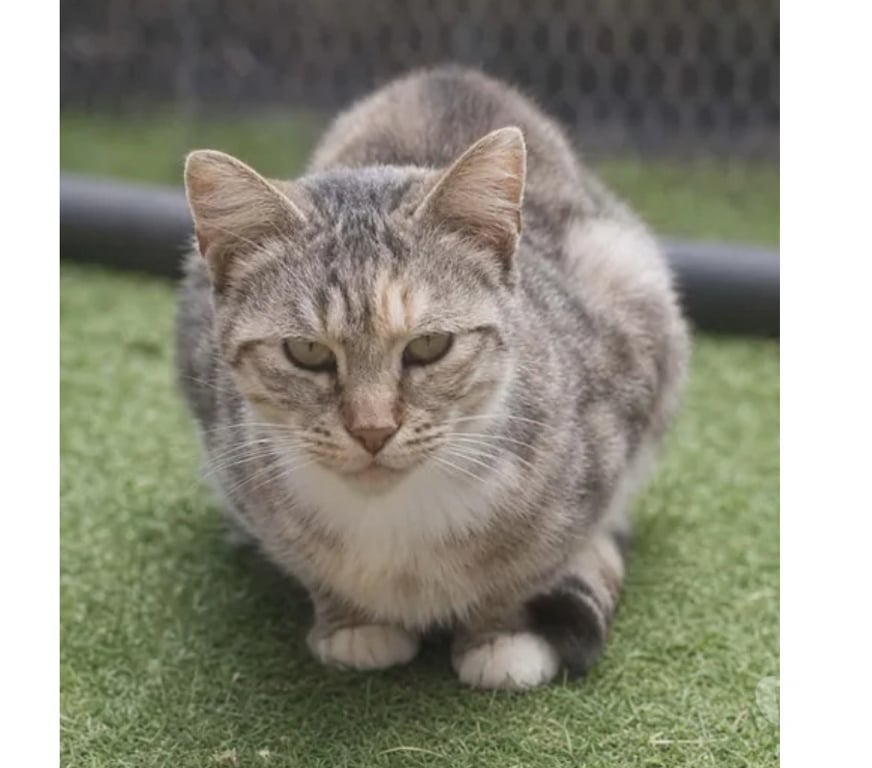 Don animaux Aude Carcassonne - Photos Vivastreet Belle gentille chatte cherche sauveur a adopter