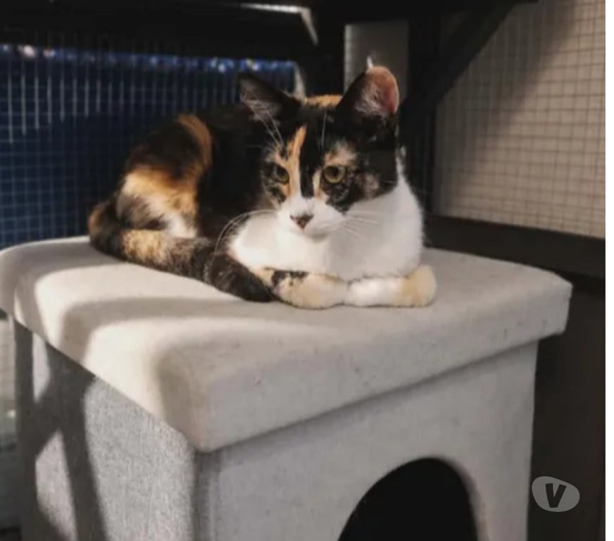 Don animaux Aude Carcassonne - Photos Vivastreet Baya 2 ans gentille chatte cherche sauveur a adopter