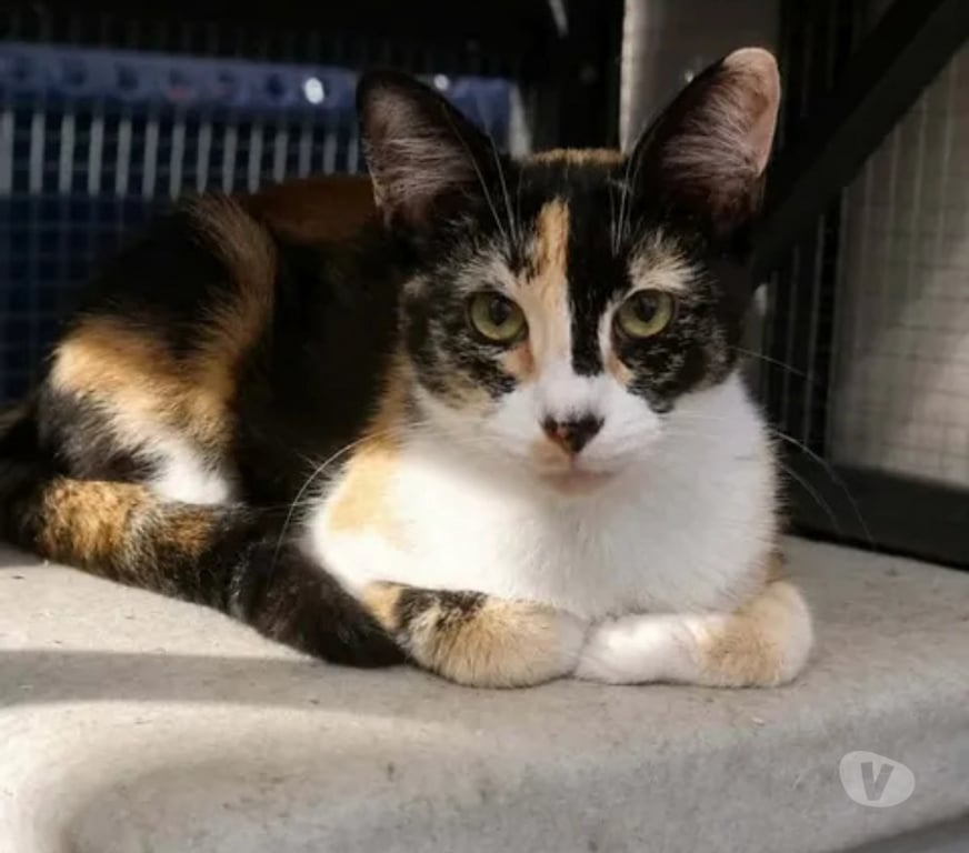 Don animaux Aude Carcassonne - Photos Vivastreet Baya 2 ans gentille chatte cherche sauveur a adopter