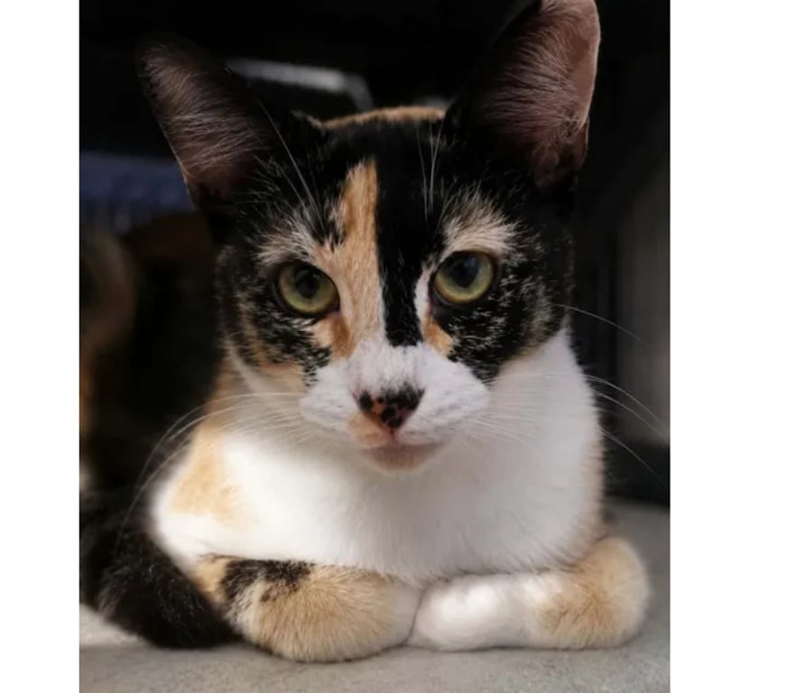 Don animaux Aude Carcassonne - Photos Vivastreet Baya 2 ans gentille chatte cherche sauveur a adopter