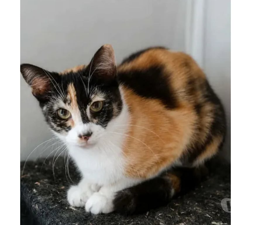 Don animaux Aude Carcassonne - Photos Vivastreet Baya 2 ans gentille chatte cherche sauveur a adopter