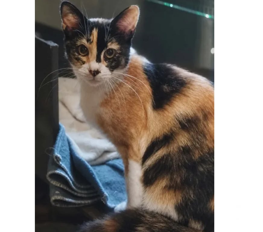 Don animaux Aude Carcassonne - Photos Vivastreet Baya 2 ans gentille chatte cherche sauveur a adopter
