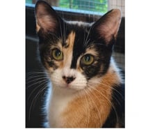 Photos Vivastreet Baya 2 ans gentille chatte cherche sauveur a adopter