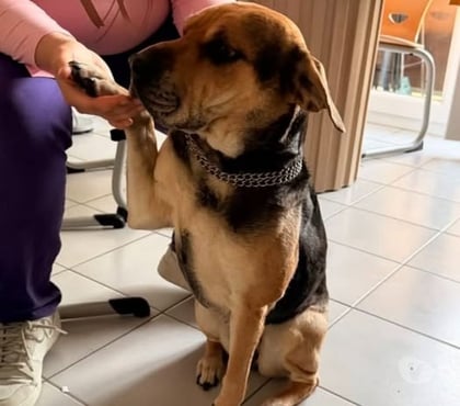 Don animaux Montsegur sur Lauzon Drôme - Photos Vivastreet Chien TSUKI à l adoption