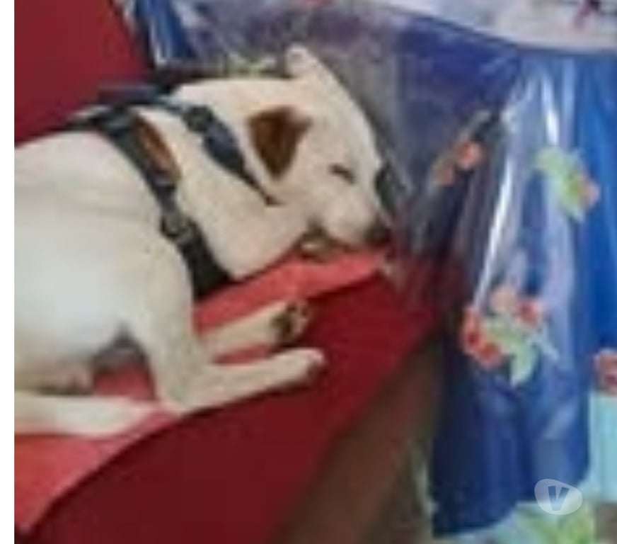 Don animaux Rhône Lyon - Photos Vivastreet Chien GIPSY à l adoption