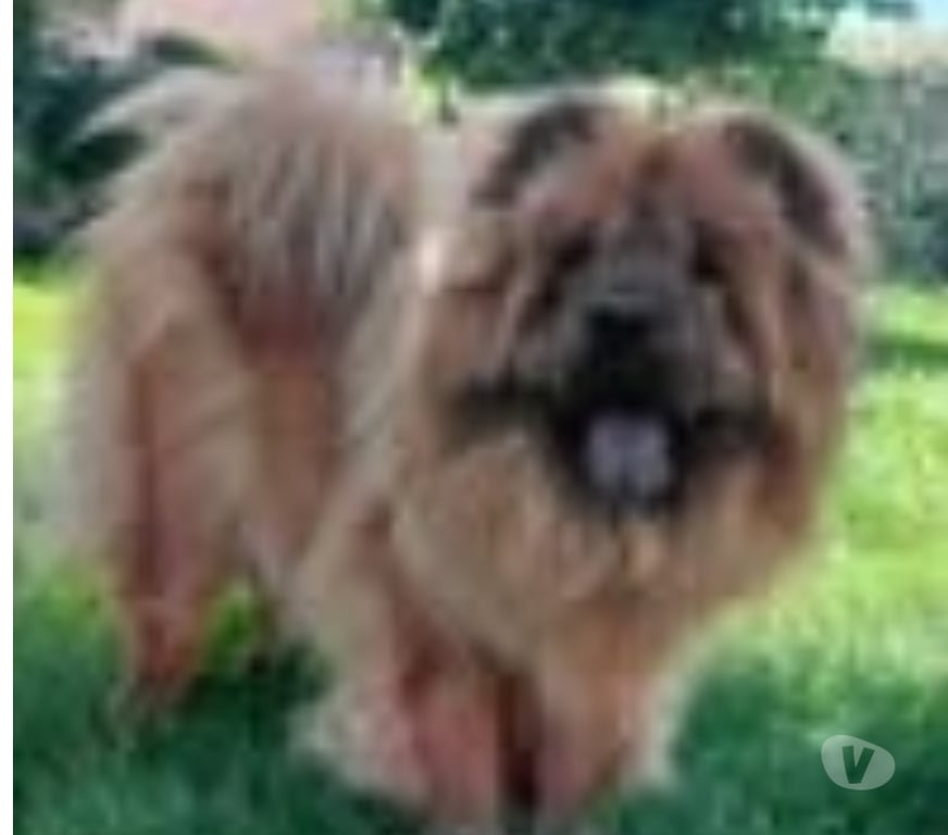 Don animaux Ardèche St Georges les Bains - 07800 - Photos Vivastreet Chien SWEETY à l adoption