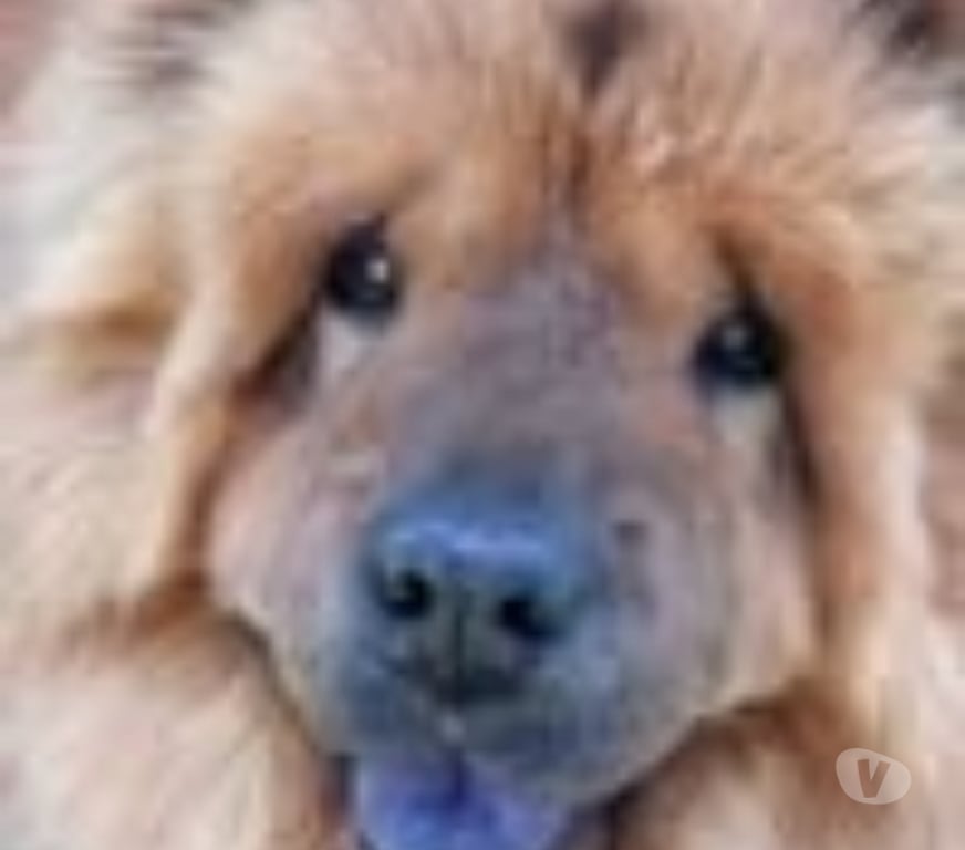 Don animaux Ardèche St Georges les Bains - 07800 - Photos Vivastreet Chien SWEETY à l adoption