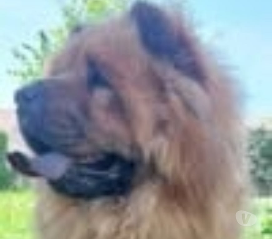 Don animaux Ardèche St Georges les Bains - 07800 - Photos Vivastreet Chien SWEETY à l adoption