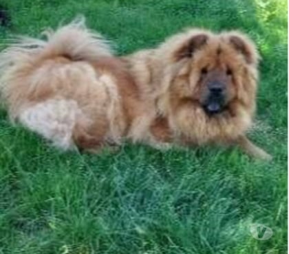 Don St Georges les Bains Ardèche - Photos Vivastreet Chien SWEETY à l adoption