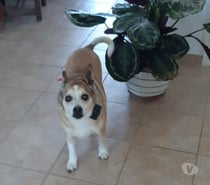 Photos Vivastreet Chien JAZZY à l adoption