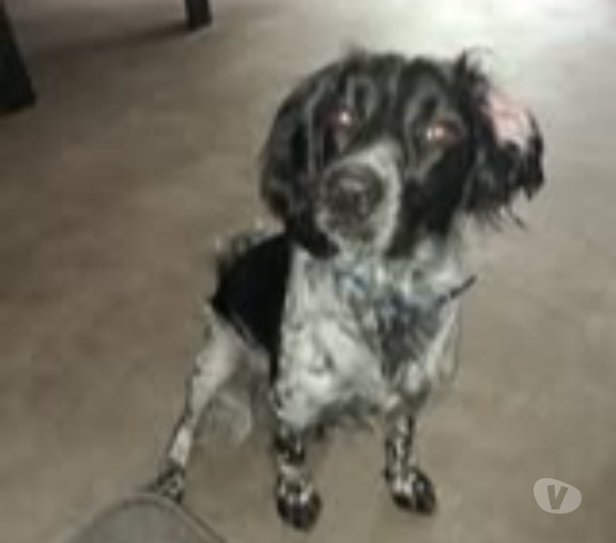 Don animaux Drôme La Baume de Transit - 26790 - Photos Vivastreet Chien APPY à l adoption