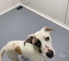 Chien PEPITO à l adoption