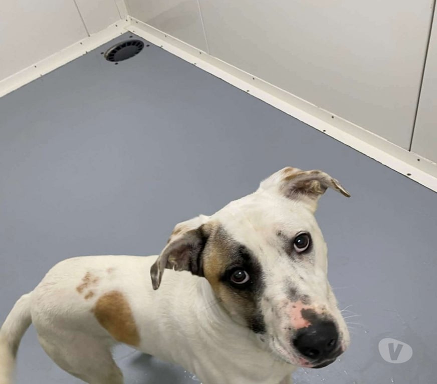 Don animaux Bouches-du-Rhône Marseille - Photos Vivastreet Chien PEPITO à l adoption